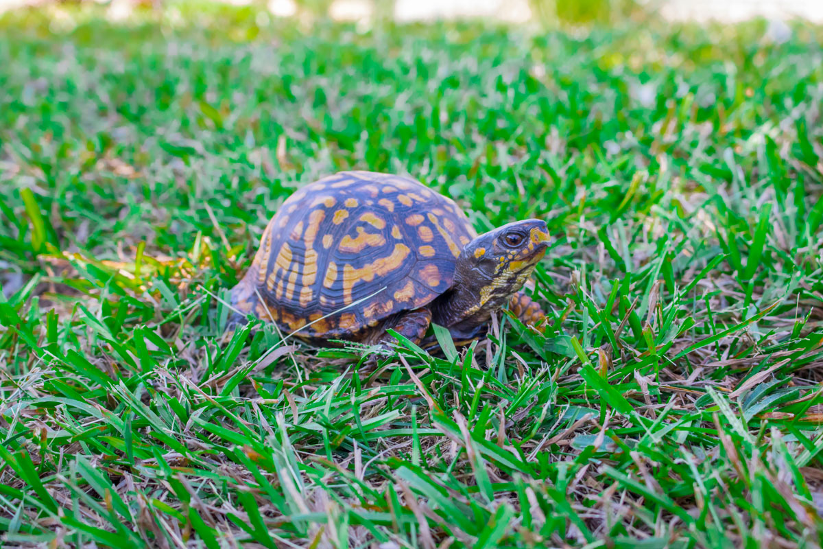 Turtle in the grass